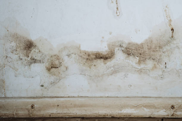 Best Black Mold Removal  in Campbell, MO